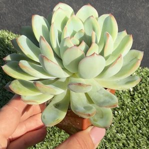 Echeveria pulidonis x laui