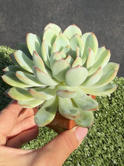 Echeveria pulidonis x laui