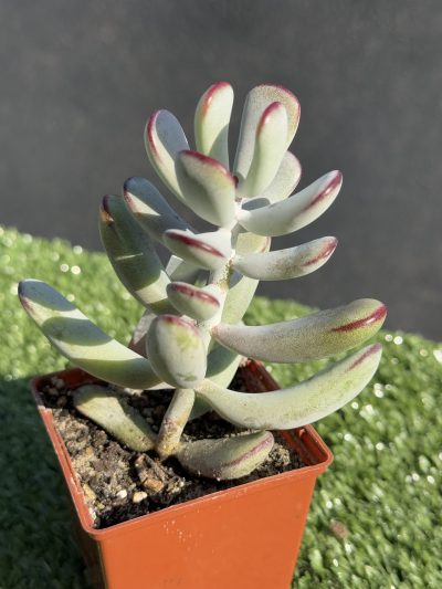 Cotyledon orbiculata Oophylla - Зображення 2