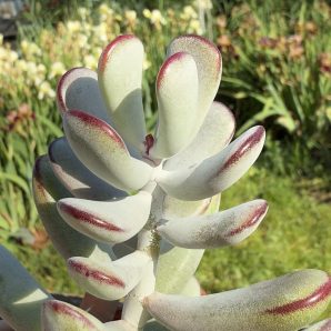 Cotyledon orbiculata Oophylla