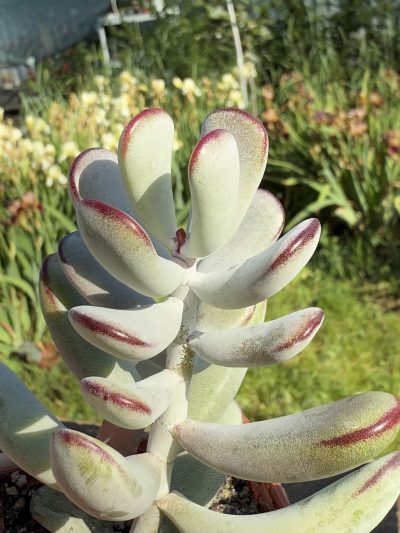 Cotyledon orbiculata Oophylla
