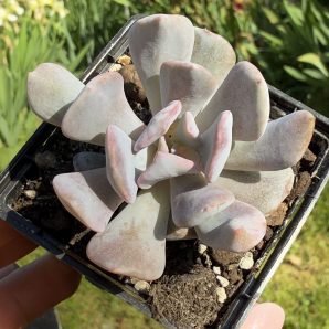 Echeveria Cubic Frost