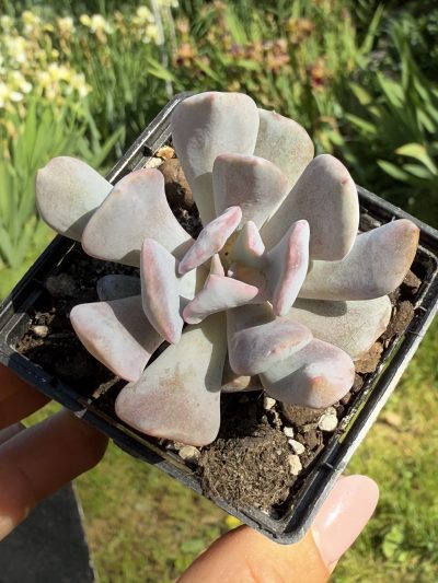 Echeveria Cubic Frost