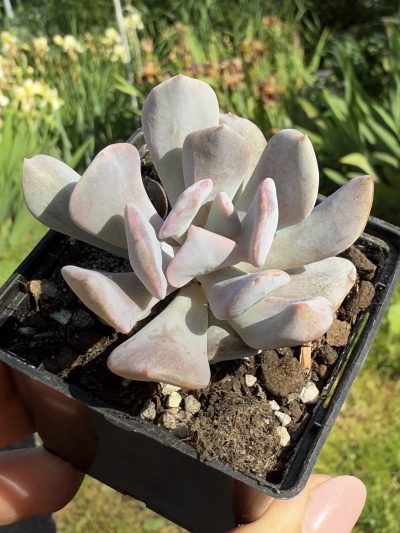 Echeveria Cubic Frost - Зображення 2