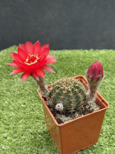Echinopsis turbiflora (hybrid) червона квітка - Зображення 2