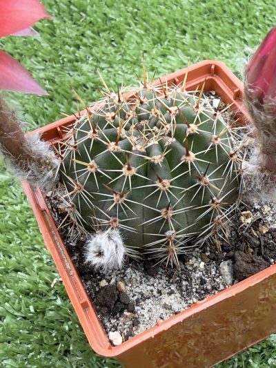 Echinopsis turbiflora (hybrid) червона квітка - Зображення 3