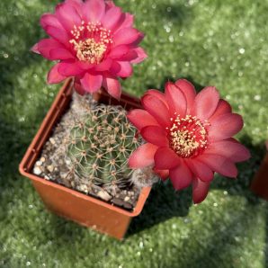 Echinopsis turbiflora (hybrid) червона квітка