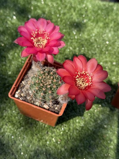 Echinopsis turbiflora (hybrid) червона квітка