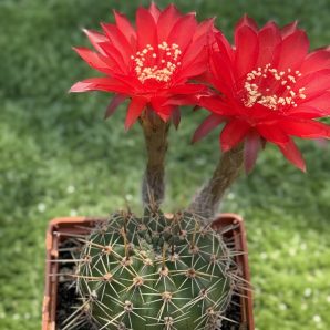 Echinopsis turbiflora (hybrid) червона квітка