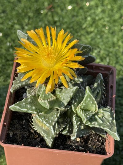 Faucaria tuberculosa - Зображення 2