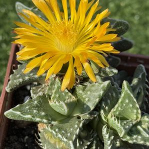 Faucaria tuberculosa