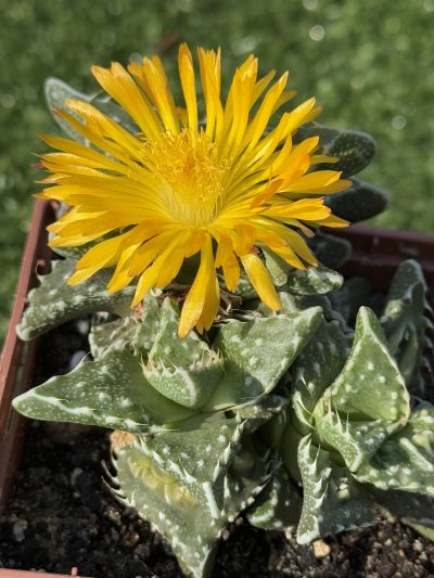 Faucaria tuberculosa