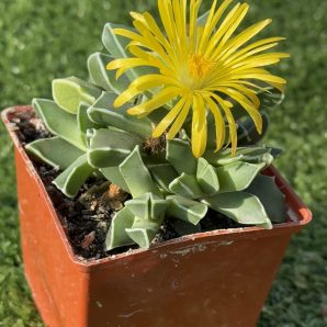 Faucaria Bosscheana