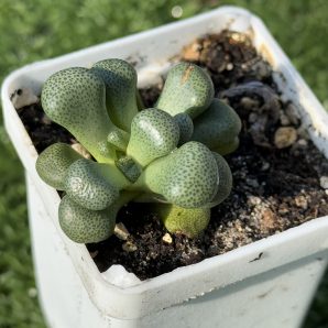 Aloinopsis schooneesii