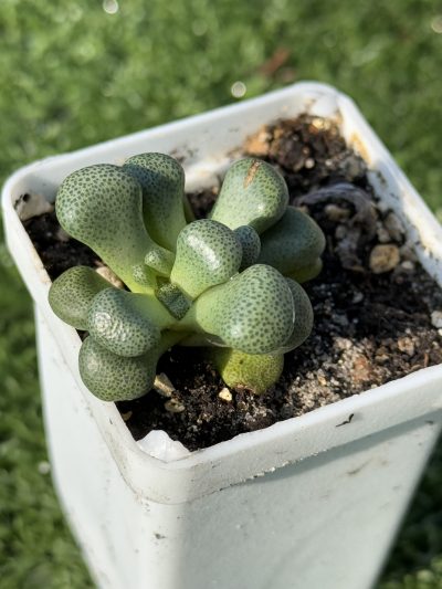 Aloinopsis schooneesii