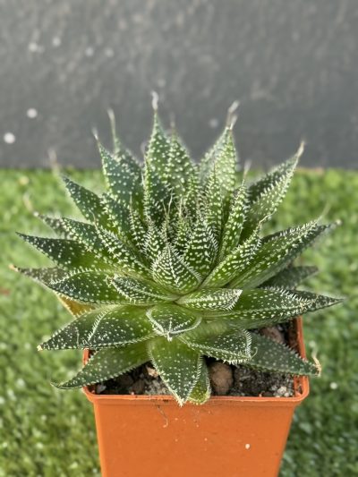 Aloe Aristata - Зображення 4