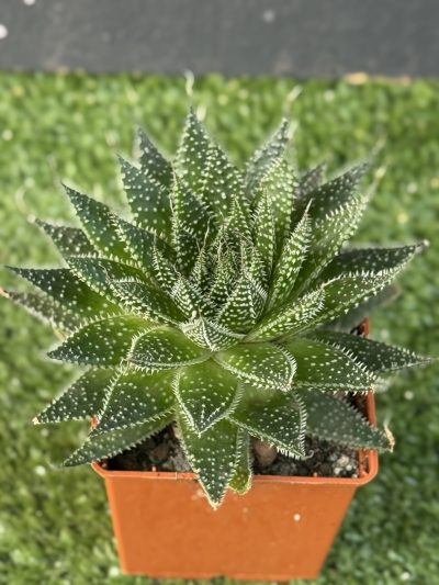 Aloe Aristata - Зображення 2