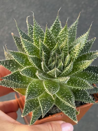 Aloe Aristata - Зображення 3