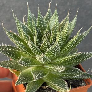Aloe Aristata