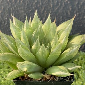 Нaworthia
