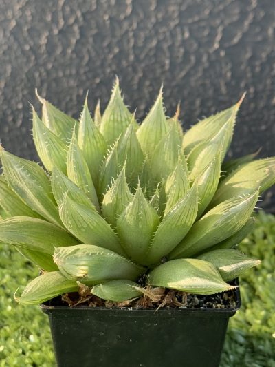 Нaworthia