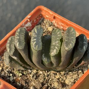 Haworthia truncata