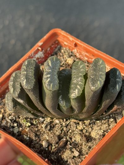 Haworthia truncata