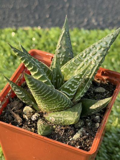 Нaworthia limifolia - Зображення 2