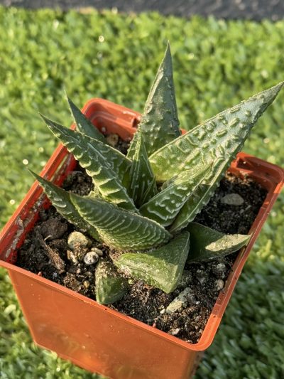 Нaworthia limifolia - Зображення 4