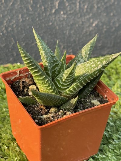Нaworthia limifolia - Зображення 3