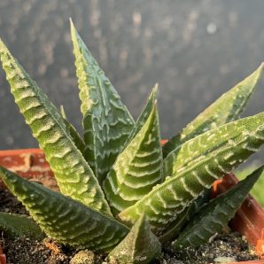 Нaworthia limifolia