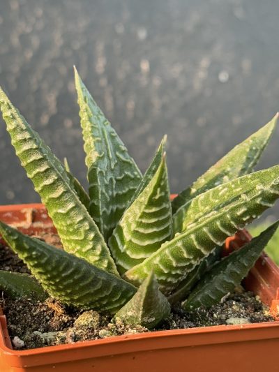 Нaworthia limifolia