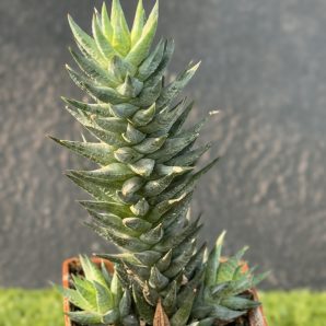 Haworthia glauca Herrei