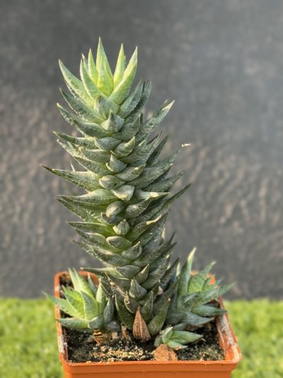 Haworthia glauca Herrei