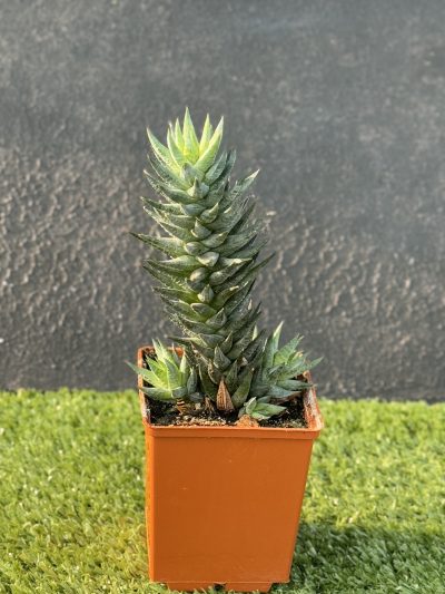 Haworthia glauca Herrei - Зображення 2