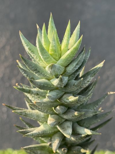 Haworthia glauca Herrei - Зображення 3