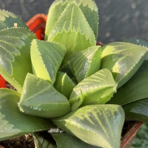 Haworthia retusa