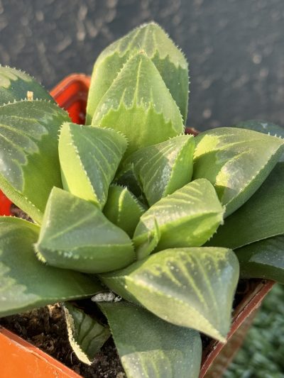 Haworthia retusa