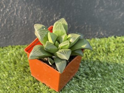 Haworthia retusa - Зображення 3