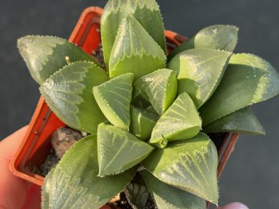 Haworthia retusa - Зображення 2