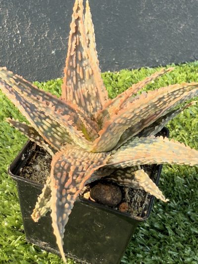 Aloe - Зображення 3