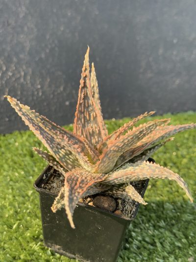 Aloe - Зображення 2