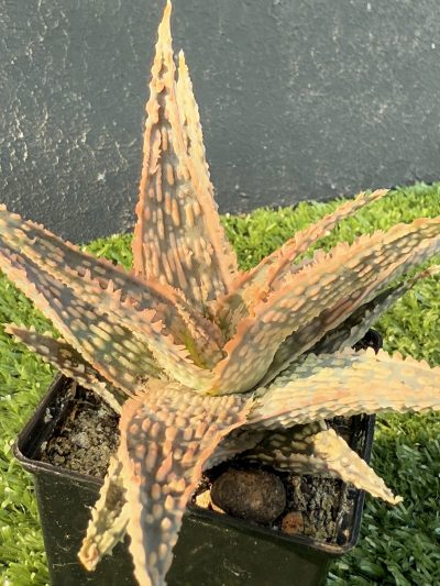 Aloe