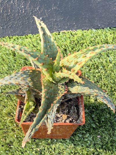 Aloe - Зображення 2