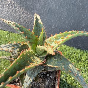 Aloe