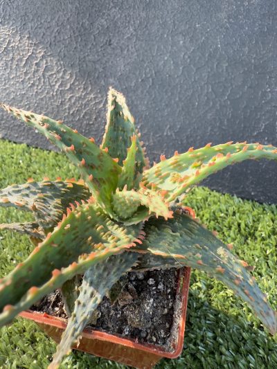 Aloe