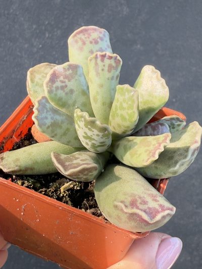 Adromischus cooperi - Зображення 3