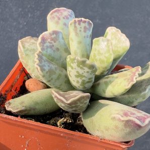 Adromischus cooperi