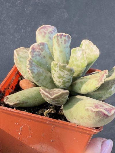 Adromischus cooperi