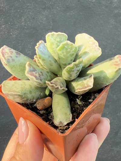 Adromischus cooperi - Зображення 2